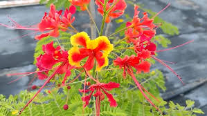 Image result for Caesalpinia rubra