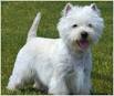 West Highland White Terrier - Wikipedia