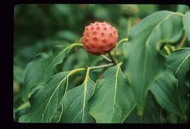 Image result for Pandiaka confusa