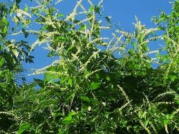 Image result for Gouania