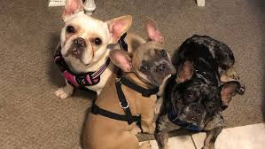 Have your puppy transported to you via car or van. Qkennels Frenchies 5280 French Bulldog Breeder In Denver Co