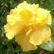 Lavender chiffon rose of sharon (hibiscus) plant with lavender flowers (26) model# 14481. Hibiscus Yellow Double Plant Nature Rabbit