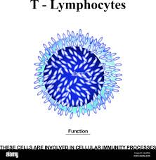 Image result for T-Lymphocyte