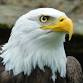 Eagle Run