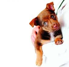 Top-notch Care for Our Furry Friends : Orlando Family Magazine