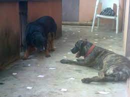 Favorite this post jul 20 chipug puppies. Boerboel Mistakenly Cross Rotweiler On First Heat A Love Of Rottweilers