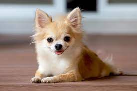 The chihuahua is one of the smallest breeds of dog, and is named after the mexican state of chihuahua. Chihuahua Information Characteristics Daily Paws