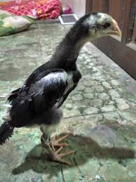 Usaha telur ayam negeri sebagai produsen salah satu bentuk bisnis telur ayam negeri adalah dengan menjadi produsen atau peternak ayam petelur. Ayam Bangkok Kaskus