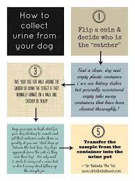Pin On Dog Health
