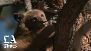 Get on top games for bears. Noted Bear Whisperer Uses Words Not Bullets To Protect Mammoth And Its Creatures Los Angeles Times
