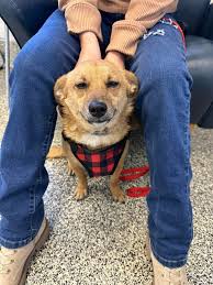 Rehoming a good boy dog