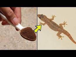 What can i do to keep geckos out of my garage? How To Get Rid Of Lizards At Home Permanently And Quickly Best Home Remedies Youtube Get Rid Of Lizards Repellent Diy Lizard