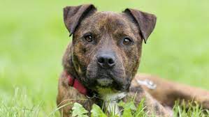 It's more of a dilute coloring, says red brindle dog owners. 10 Things You May Not Know About Brindle Pit Bulls