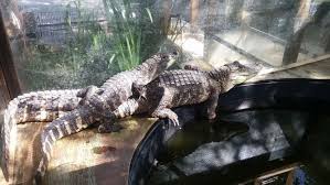 Alligators Still In Demand, But Price Just Isn'T Right