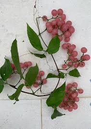 Image result for Cayratia gracilis