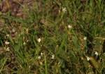 Image result for Oxygonum dregeanum