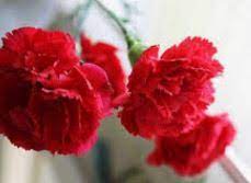 hd صور طبيعة مناظر طبيعية جميلة خلفيات شاشه موبايل جوال كيوت ايفون تلفون كمبيوتر flowers front door colors rose