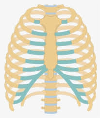 The lines are not clear. Structure Of The Ribcage And Ribs Unlabeled Rib Cage Diagram Hd Png Download Transparent Png Image Pngitem