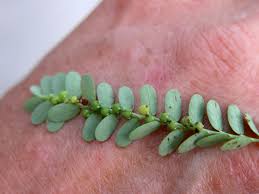 Image result for Phyllanthus