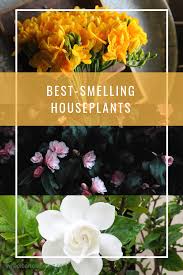 The tulip is one of the most cultivated flowers in the world as it is distributed from southern europe to africa to asia. The Best Scented Plants For Pots Mel S Garden