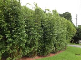 Privacy hedges are created by using hedge plants with a tall, dense growth habit. Ficus Hedge Dying Whitefly Knoll Landscape Design