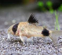 Genellikle akvaryum duvarlara veya bitkilere ilgi, yalamak yosun iyi akvaryum çöpçü olduğunu. Copcu Baligi Corydoras Ozellikleri Bakimi Ve Uretimi