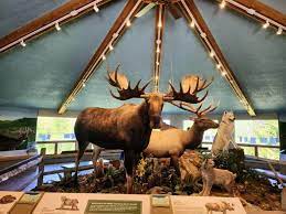Forests and frogs: Exploring the Cumming Nature Center in Naples, NY -  Finger Lakes Family Fun