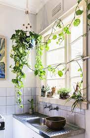 planten in de keuken de 21 leukste en mooiste inspiraties appartement planten keuken planten vensterbank decor