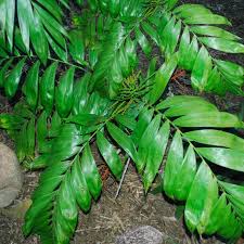 Image result for Chamaedorea oblongata