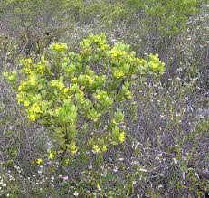 Image result for Chrysanthemoides monilifera