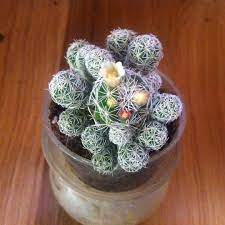 You may also add mineral grit like perlite or pumice to enhance the draining ability of the soil. Mammillaria Vetula Var Gracilis Thimble Cactus Gracilis In Gardentags Plant Encyclopedia