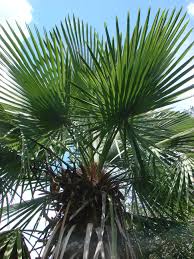 Image result for Tricalysia acocantheroides