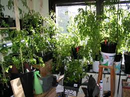 Vinodling av tomatplantor kan vara perfekt för trädgårdar inomhus. Fonsterodling Balkongodlarna I Gottsunda