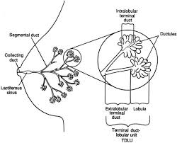 Diagnosis And Management Of Benign Breast Disease Glowm