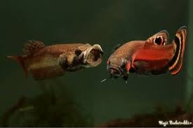 Pairs can be housed in a 20 gallon tank, groups should be housed in a 40 gallon tank or larger. Betta Macrostoma Brunei Beauty Seriously Fish
