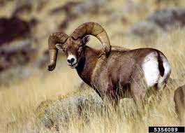 Big Horn Sheep Ovis Canadensis Natureworks