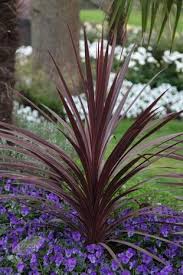 Image result for Cordyline australis