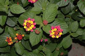 Maybe you would like to learn more about one of these? List Of Perennials Which Bloom All Year Perennials Year Round Flowers Flowers Perennials