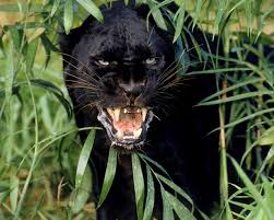 Image result for black panthers animal