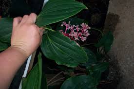 Image result for Hunteria myriantha