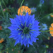 Edible flowers can be used for Nigella Our Edible Flowers The Flower Deli