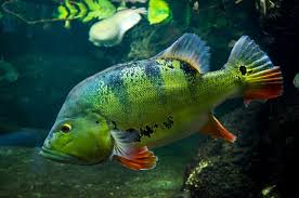 Pin By Duffy J On Fish Freshwater Fish Fish Aquarium Fish