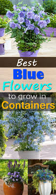 When the occasion arises, the color and fresh fragrance emerging from your gift will let them know you care. 36 Best Blue Flowers To Grow In Containers Balcony Garden Web