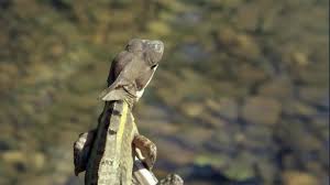 Maybe you would like to learn more about one of these? The Lizard That Walks On Water Wonderstruck