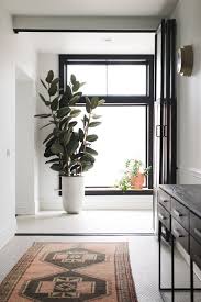 Black knight black rubber plant. How To Get Your Rubber Plant Fiddle Leaf Fig And Other Ficus Trees To Branch Vintage Revivals