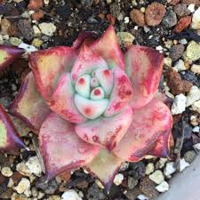 A mukesh asopafilm see more ». Echeveria Agavoides Romeo Echeveria Agavoides Romeo Uploaded By Succulentwiki