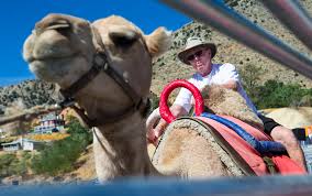 If you have never been to the camel races in virginia city, nevada you are missing one of the funniest events to be seen. Ed Dillon Of Lincoln Calif Rides A Camel During The First Day Of The 59th Annual International Camel Ostrich Races In Virginia City On Friday Sept 7 2018 Chase Stevens Las