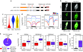 Phe41 Plays An Important Role In H3 1 Distribution A