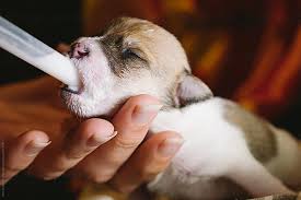 We did not find results for: Jack Russell Newborn Puppy Being Dropper Fed By Gary Radler Photography