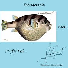 Tetrodotoxin Puffer Fish Fish Art Puffer Fish Art Puffer Fish